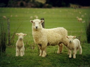 Ewe and Twin Lambs on Sheep Farm, Marlborough, South Island, New Zealand