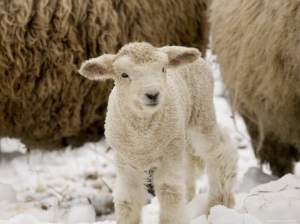 Lamb in the Snow, Massachusetts