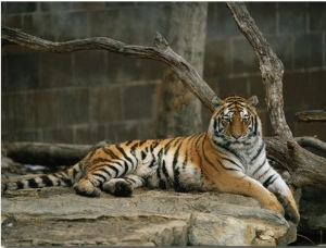 A Siberian Tiger Rests in Her Outdoor Enclosure