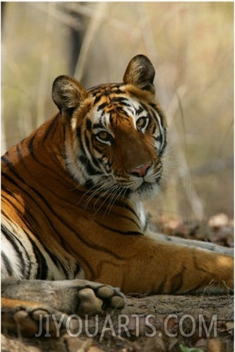 Bengal Tiger, Female Resting, Madhya Pradesh, India