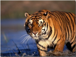 Bengal Tiger, India