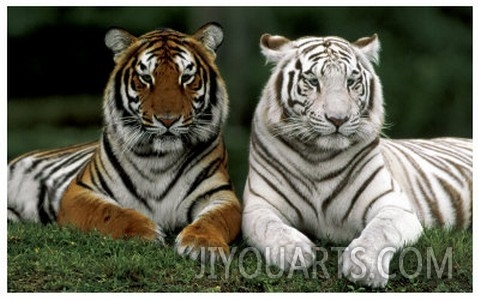 Bengal Tigers