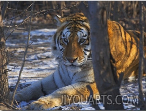 China, Heilongjiang Province, Siberian Tiger in the Forest