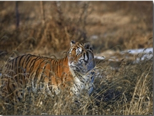 China, Heilongjiang Province, Siberian Tiger in the Grass