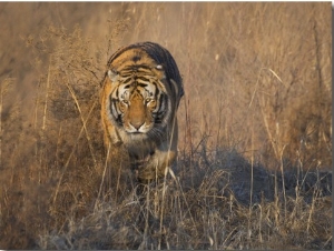 China, Heilongjiang Province, Siberian Tiger Stalk in the Grass