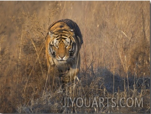 China, Heilongjiang Province, Siberian Tiger Stalk in the Grass