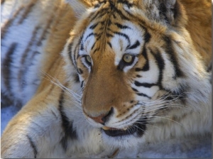 China, Heilongjiang Province, Siberian Tiger, Close Up