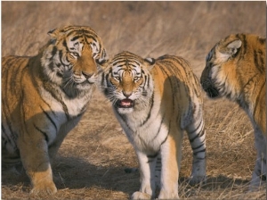 China, Heilongjiang Province, Siberian Tigers on Grass