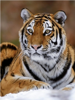 Siberian Tiger