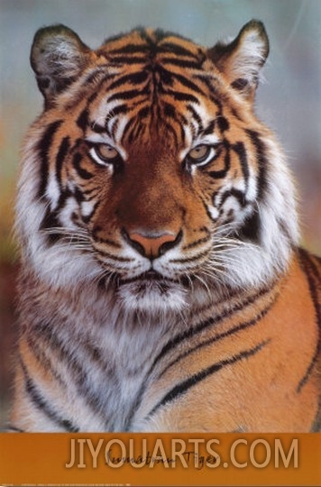 Sumatran Tiger Portrait