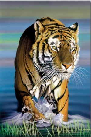 Tiger in Water