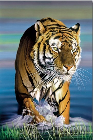 Tiger in Water