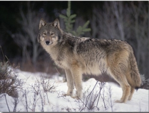 A Gray Wolf Standing in the Snow