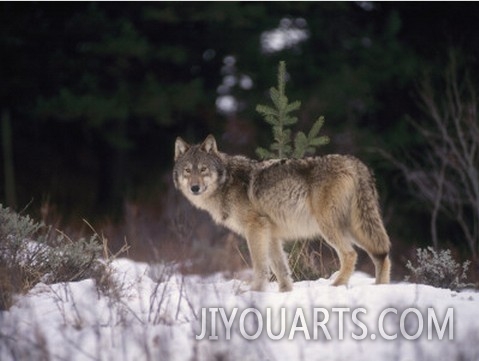 A Lone Gray Wolf Pauses in the Snow
