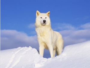 Arctic Grey Wolf in Snow, Idaho, USA