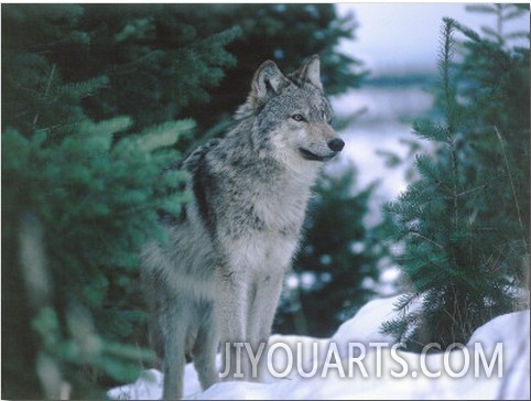 Gray Wolf Stands in Snow Near Pine Trees1