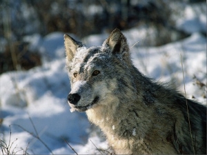 Nine Month Old Gray Wolf Pup Sits in Snow