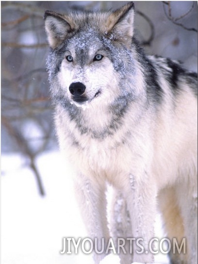 Timber Wolf, Utah, USA