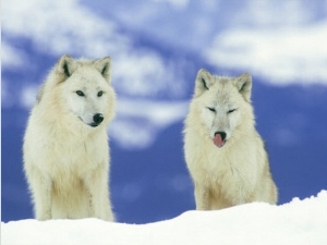 White Wolf, Pair in Winter, Montana