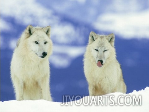 White Wolf, Pair in Winter, Montana