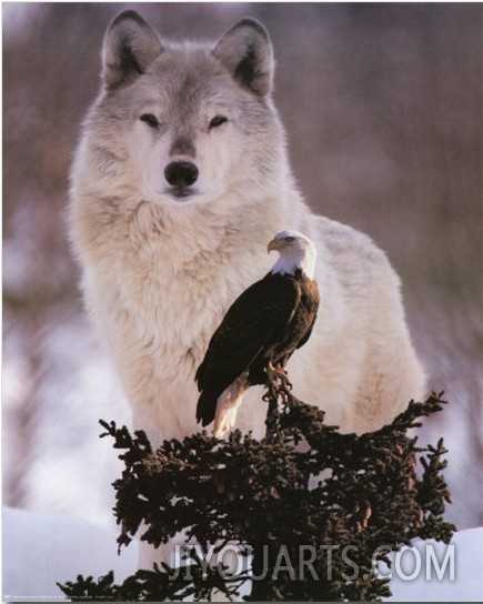 Wolf and Eagle
