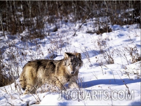 Young Gray Wolf in Winter