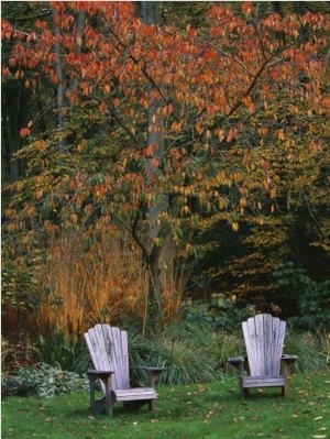 Adirondack Chairs on the Lawn with a Cherry Tree Behind in Autumn