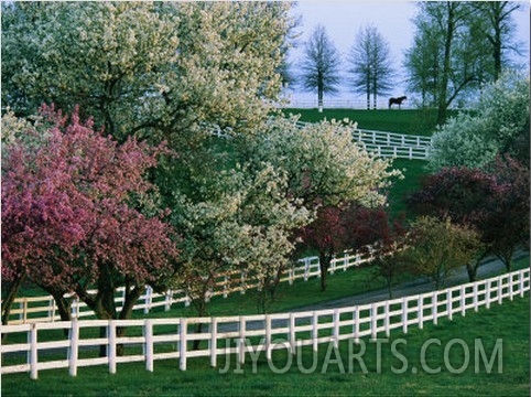 Flowering Crab Apple Trees Bloom on Manchester Farms Grounds