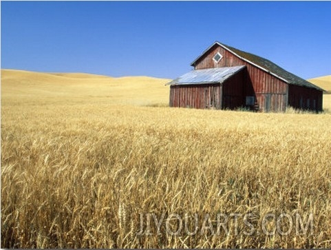 Old Barn in Wheatfield near Harvest Time, Whitman County, Washington, USA