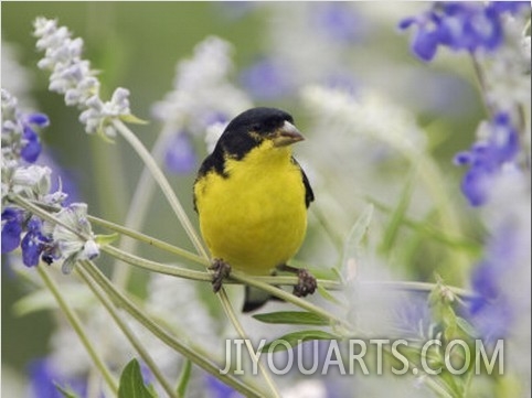 Lesser Goldfinch Black Backed Male on Mealy Sage Hill Country, Texas, USA