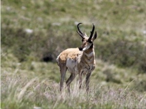 Pronghorn Antelope (Antilocapra Americana) on the High Country Ranch