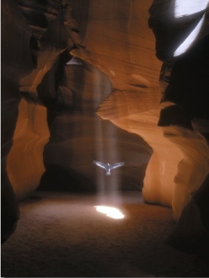 Dove Flying in Cave