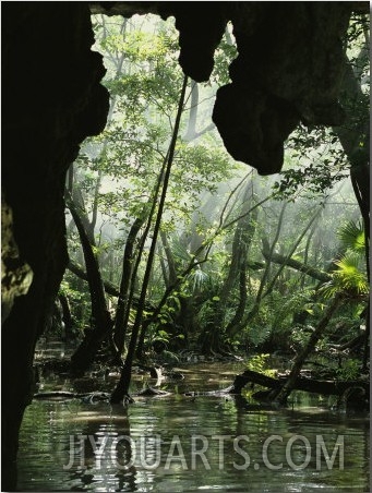 View from the Mouth of Mil Columnas Cave of the Surrounding Jungle