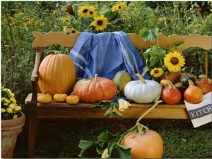 Pumpkin Still Life on Wooden Bench in Country Garden