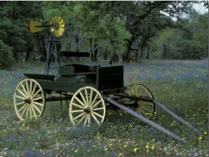 Old Wagon and Wildflowers, Devine, Texas, USA