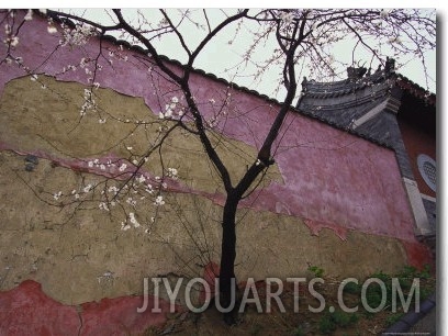A Plum Tree Near the Miao Fengshan Buddhist Temple in Beijing