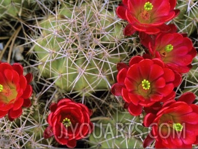 Claret Cup Cactus Flowering on Gooseberry Mesa, Utah, USA