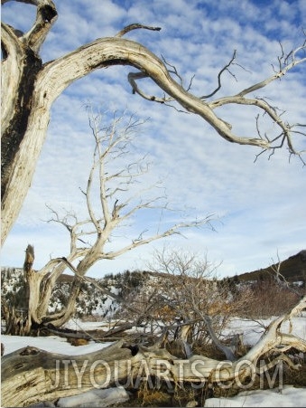 Gnarled Old Tree Trunk in Mesa Verde National Park, Colorado, USA