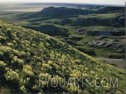 Yellow Locoweed Covers the Rolling Mesas of Grasslands National Park
