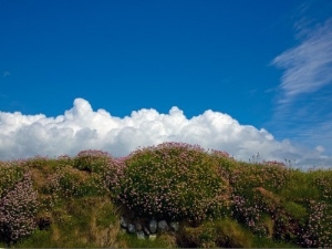 Sea Pink, Near Bunmahon Village, Copper Coast, County Waterford, Ireland