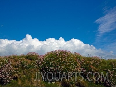 Sea Pink, Near Bunmahon Village, Copper Coast, County Waterford, Ireland