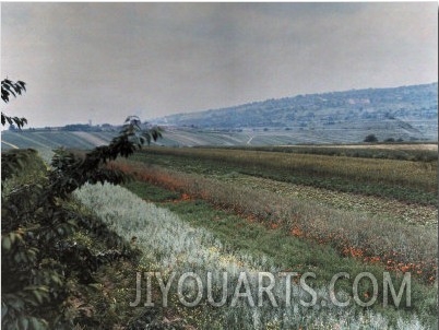 Alsatian Landscape Reveals a Panorama of Plentiful Crops