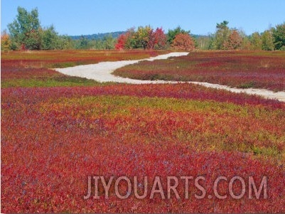 Blueberry Barrens, Maine, USA