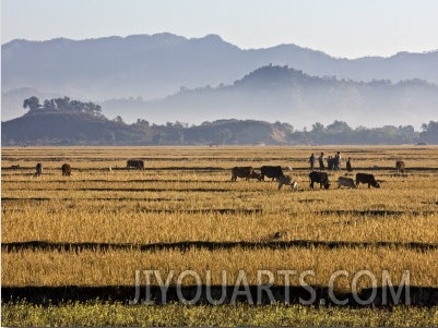 Burma, Mrauk U, Bright Yellow Fields of Rice Stubble Contrast with a Series of Misty Blue Mountain