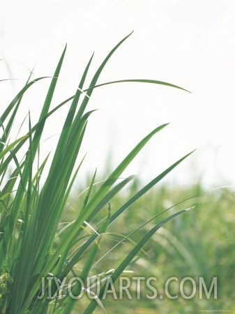 Close up of Green Blades of Grass