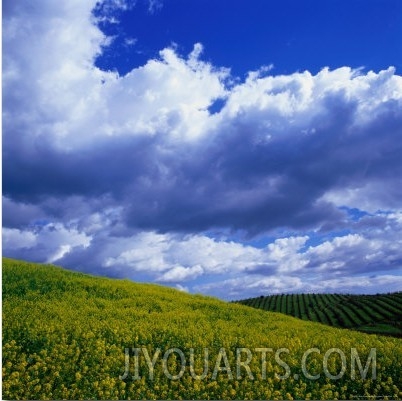 Clouds Over Yellow Mustard Crops and Vineyard, Napa Valley, USA
