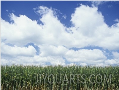 Corn Crop under a Blue Sky with Fair Weather Cumulus Clouds, Zea Mays