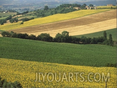 Crop in a Field, Umbria, Italy