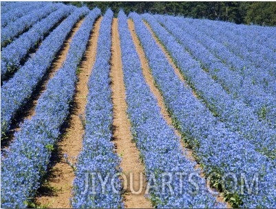 Crop of Flax on Hillside in Rows, Willamette Valley, Oregon, USA