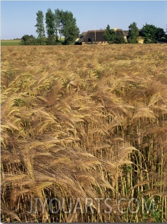 Crop of Ripe Cereals and Thatched Buildings Behind, Hule Farm Village Museum, Funen, Denmark